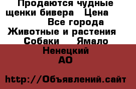 Продаются чудные щенки бивера › Цена ­ 25 000 - Все города Животные и растения » Собаки   . Ямало-Ненецкий АО